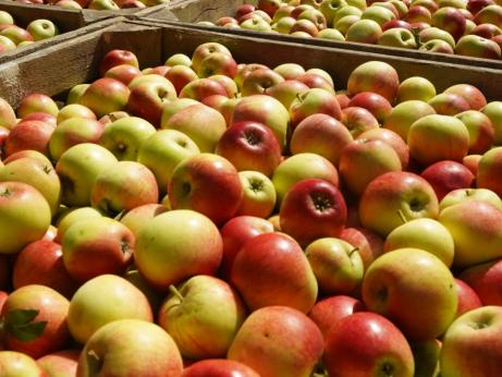 Streuobst-Äpfel vom Hochstamm — im Regelfall ohne Pflanzenschutzmittel