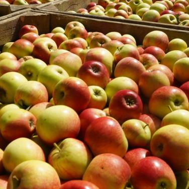 Die besten Cideräpfel willst du nicht essen