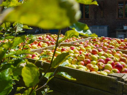 Äpfel von der Streuobstwiese — eine Frucht, viele Namen