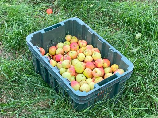 Kiste mit frisch abgelesenen Äpfeln im Gras — der ganze Inhalt des Safts