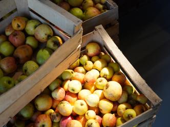 Äpfel in Holzkisten — an der Annahme entscheidet sich, was in die Presse darf
