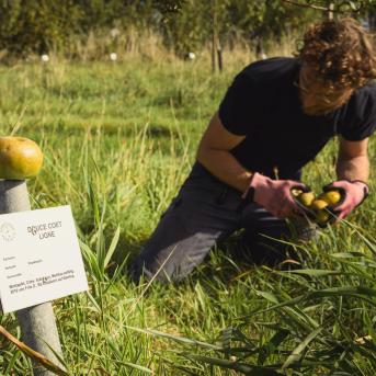 Mostäpfel auflesen auf der Streuobstwiese