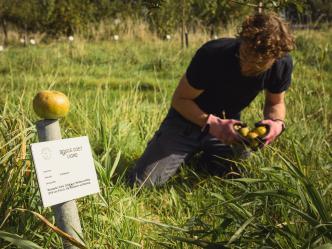 Cideräpfel: Warum Tafelobst nicht taugt