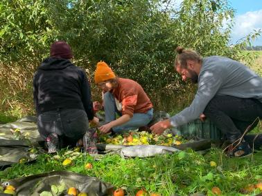 Ernte auf der Streuobstwiese — sauber abgelesenes Obst auf der Plane