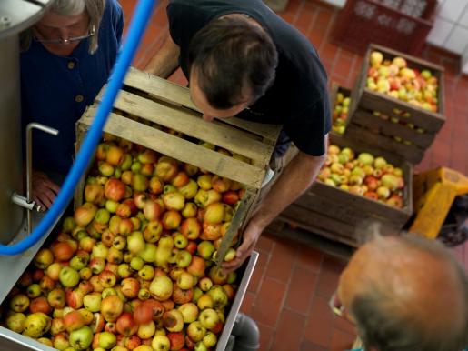 Äpfel werden zur Presse gegeben — je kürzer der Weg, desto weniger passiert mit dem Saft