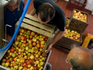 Patulin im Apfelsaft: warum faule Äpfel nicht in den Saft dürfen