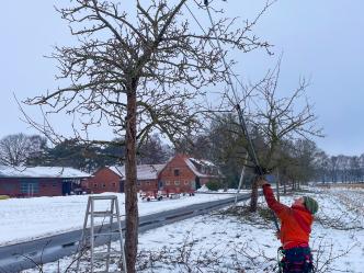 Arbeit am Obstbaum im Winter — Schnitt und Stammkontrolle