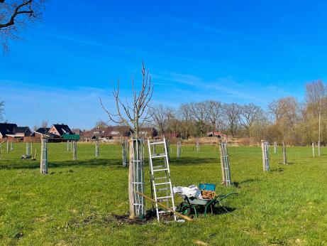 Junger Hochstamm mit Verankerung und Leiter auf der Fläche