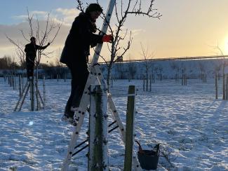 Standards der Obstbaumpflege — wie wir arbeiten
