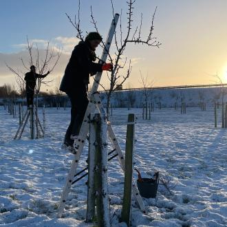 Standards der Obstbaumpflege