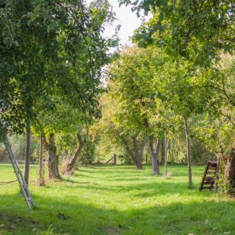 Apfelernte auf der Streuobstwiese
