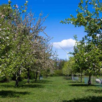 Blühende alte Hochstämme, Schafe beweiden die Wiese