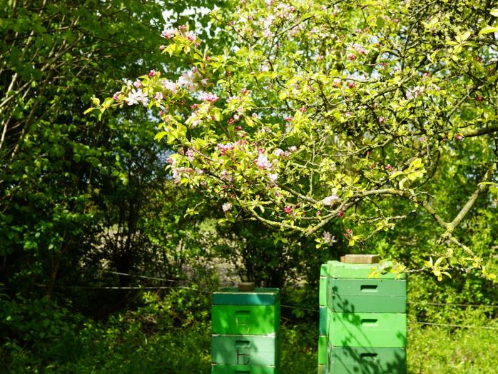 Alte Obstbäume auf einer Streuobstwiese im Oldenburger Umland