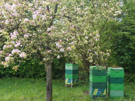 Obstblüte am Hochstamm — Lebensraum für tausende Tier- und Pflanzenarten