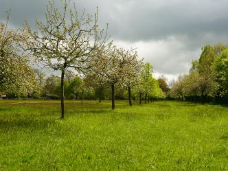 Blühende Apfelbaumkrone gegen den Himmel — die Wiese, die am Absatz hängt