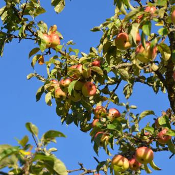 Reife Äpfel am Hochstamm vor blauem Himmel
