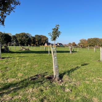 Der Baum, der nie ankommt