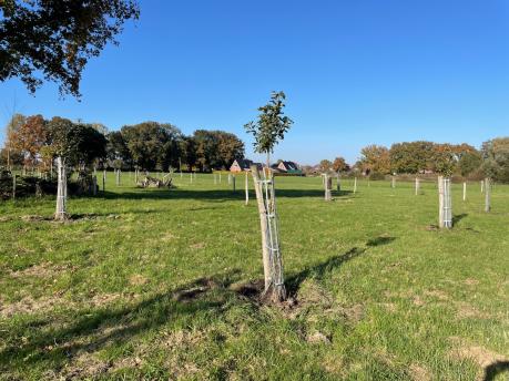 Junge Obstbaumreihen in voller Blüte