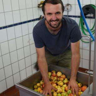 In der Mosterei: frische Äpfel am Bottich