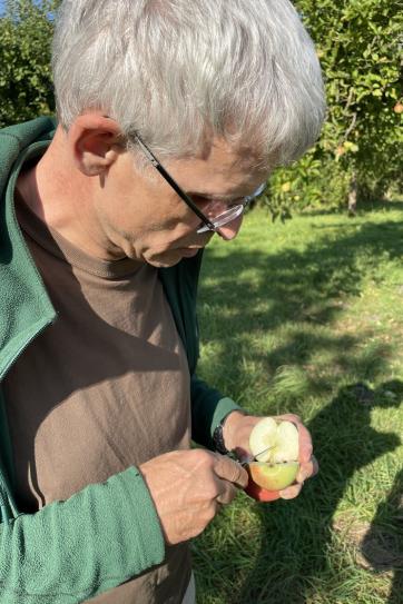 Sortenbestimmung: aufgeschnittener Apfel