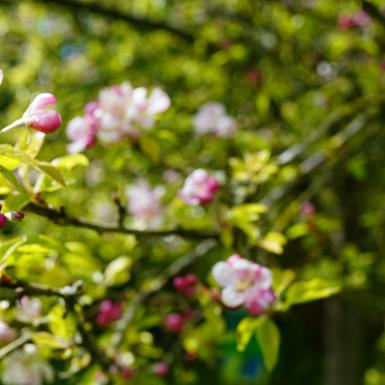 yoga unter obstbäumen
