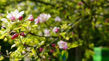 yoga unter obstbäumen